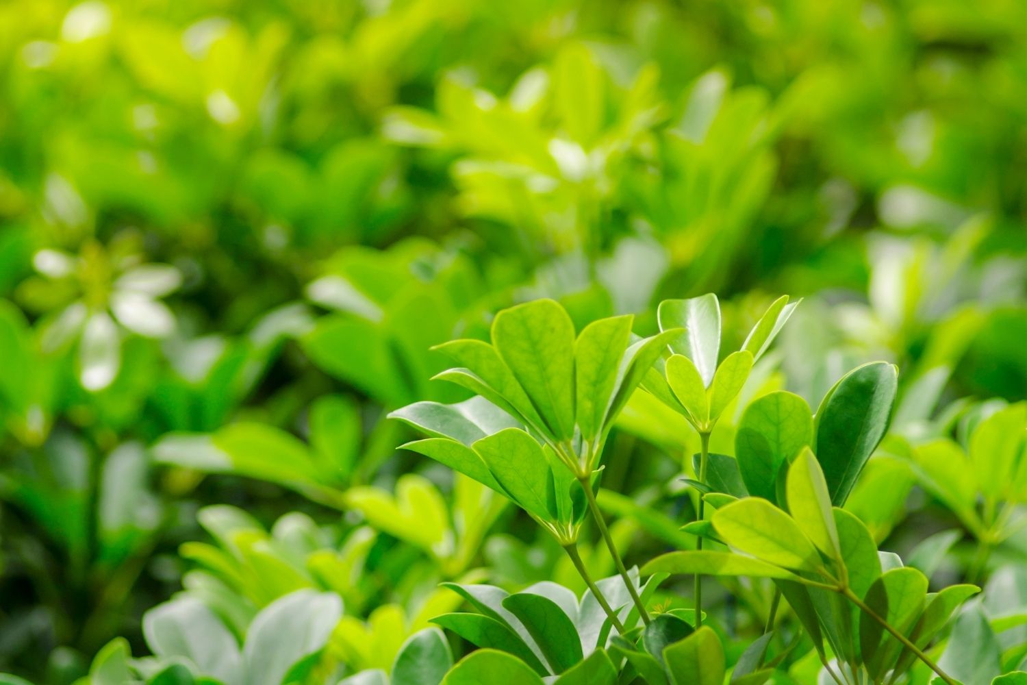 eleutherocoque-caracteristiques