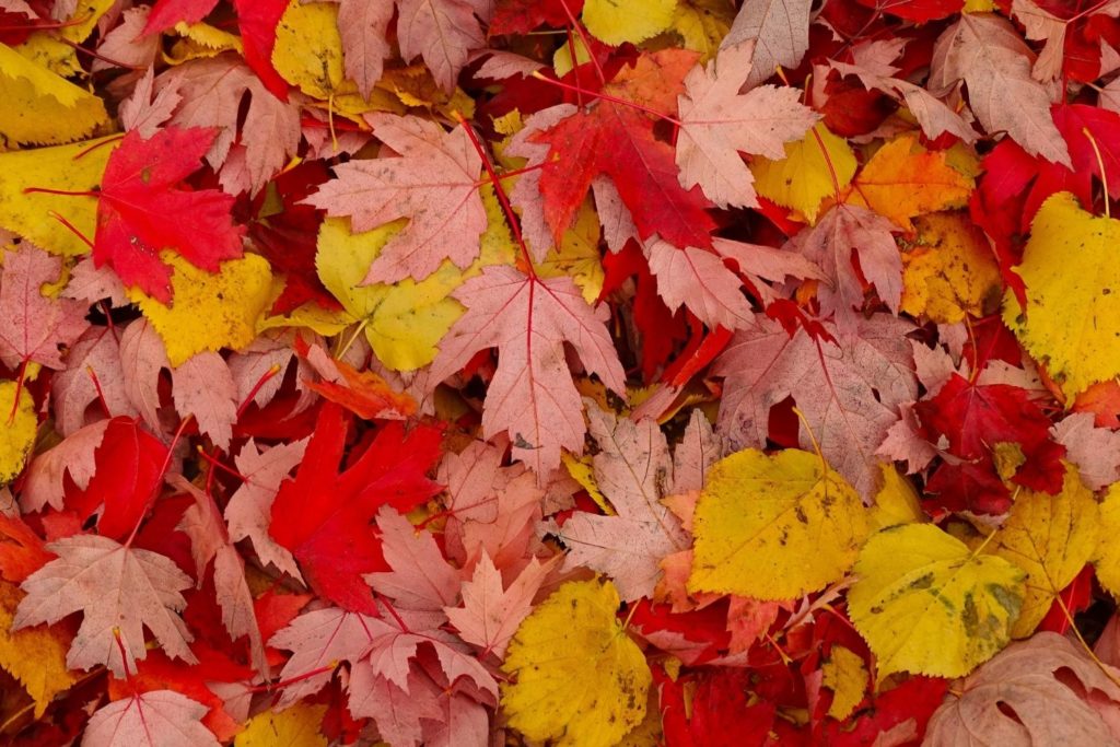 erable-gemmotherapie