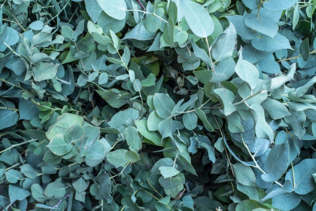 eucalyptus-radiata-utilisation