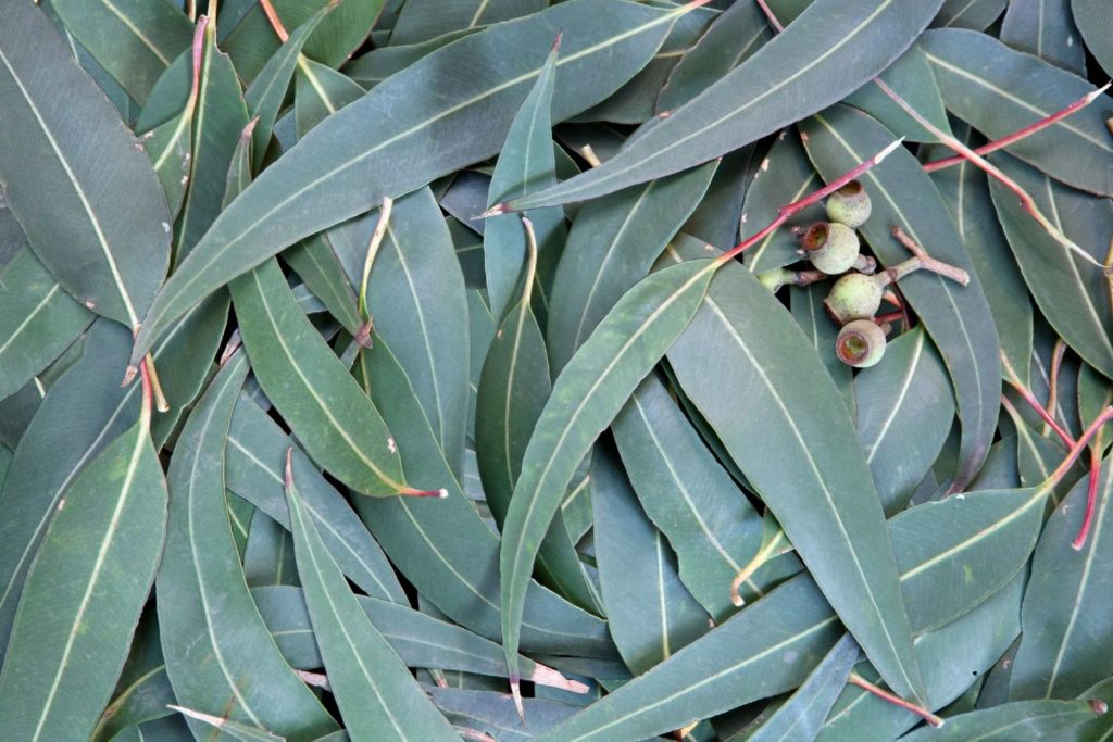 eucalyptus-radie-caracteristiques