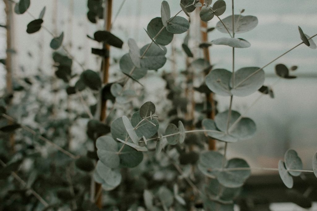 eucalyptus-radie-huile-essentielle