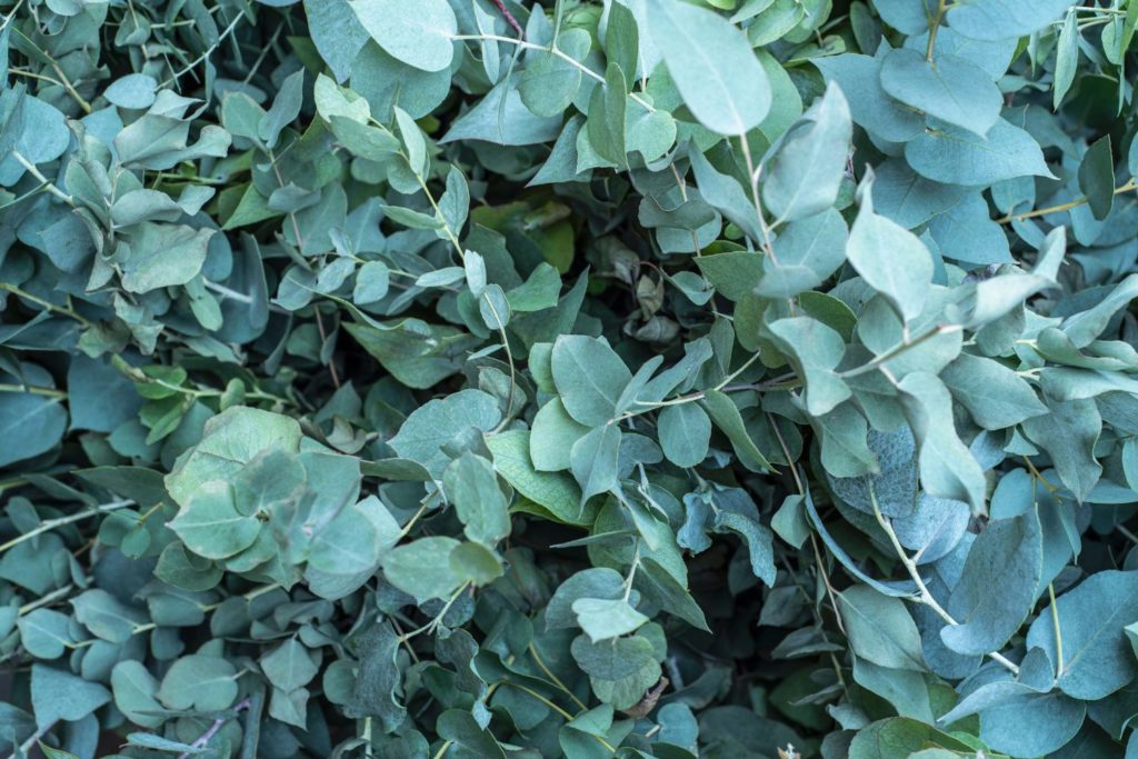 eucalyptus-radie-utilisation