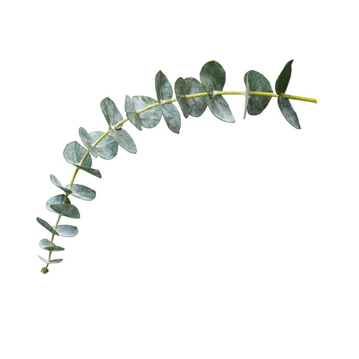 eucalyptus-radie