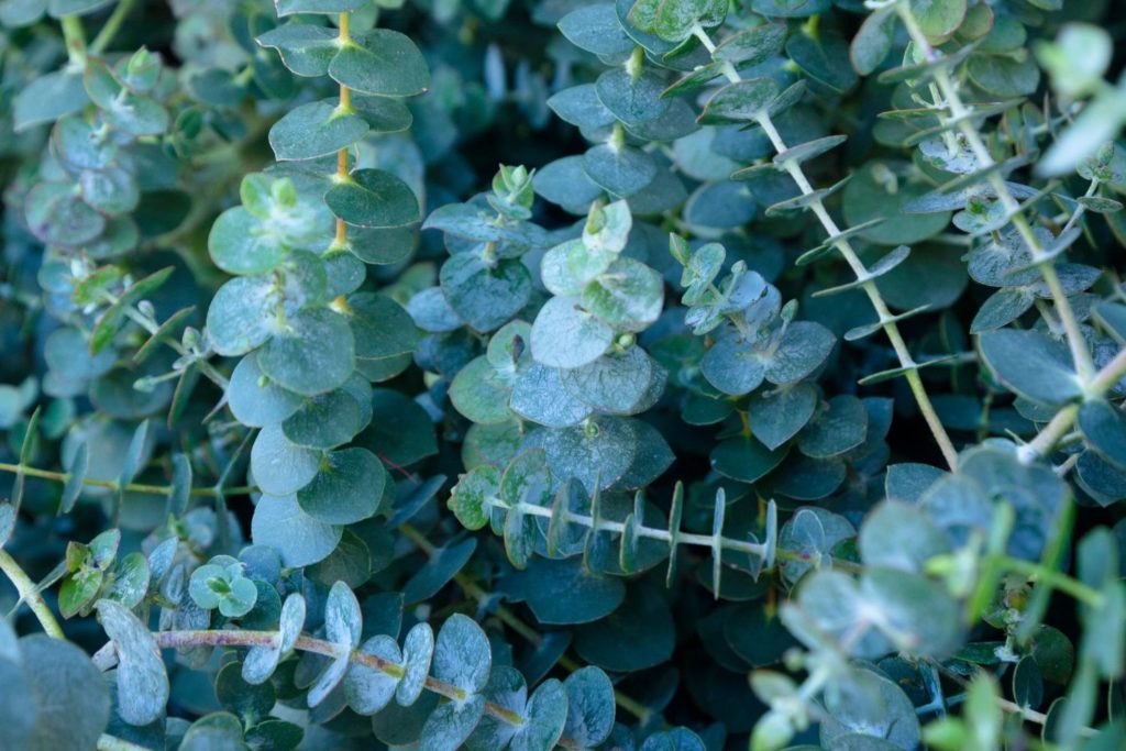 eucalyptus-smithii-utilisation