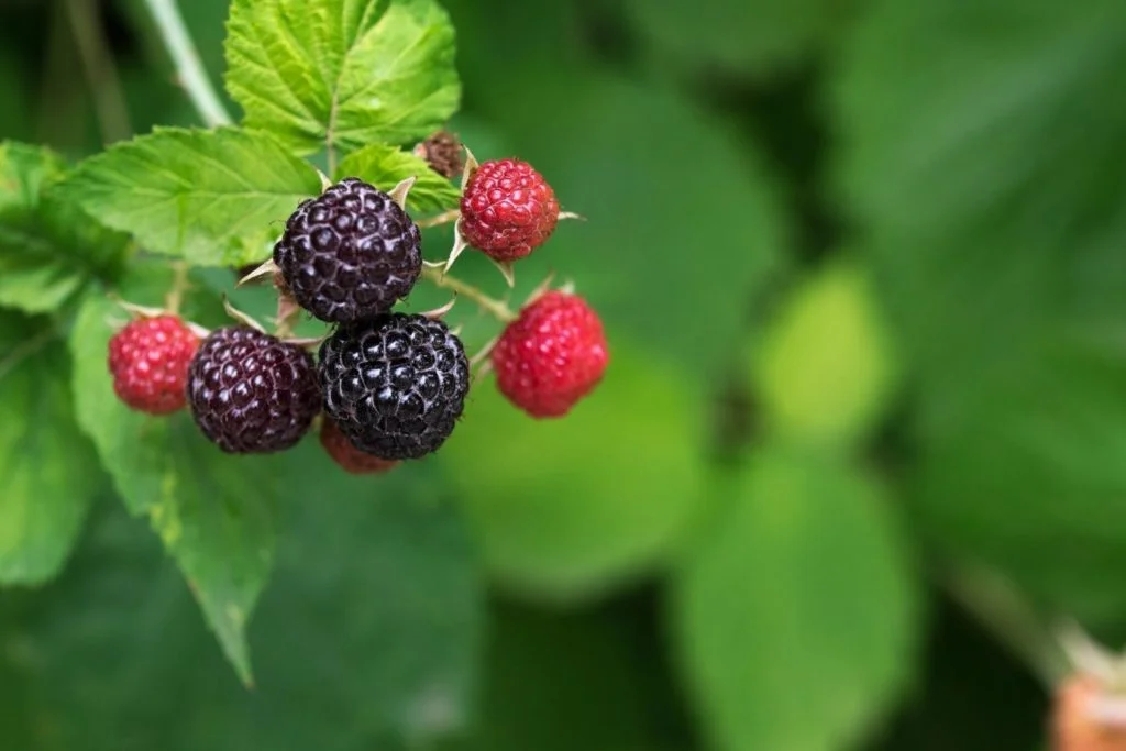 framboisier-gemmotherapie