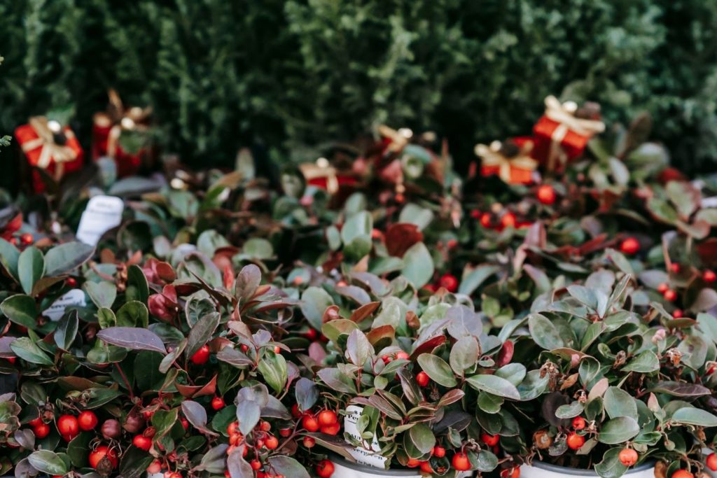 gaultherie-couchee-caracteristiques