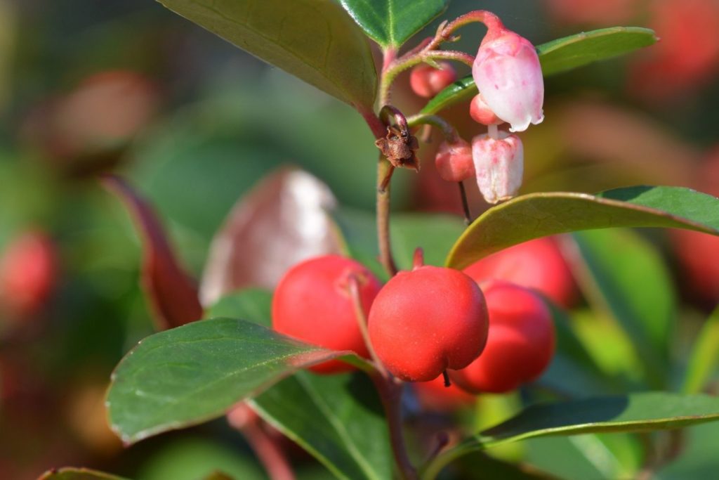 gaultherie-couchee-utilisations