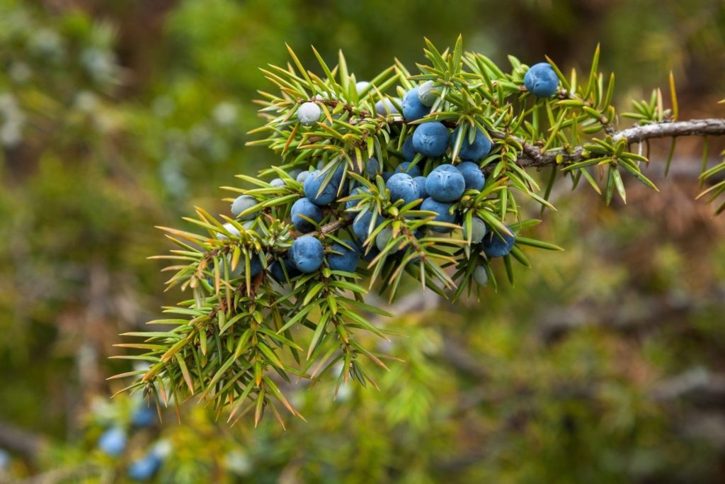 genevrier-huile-essentielle