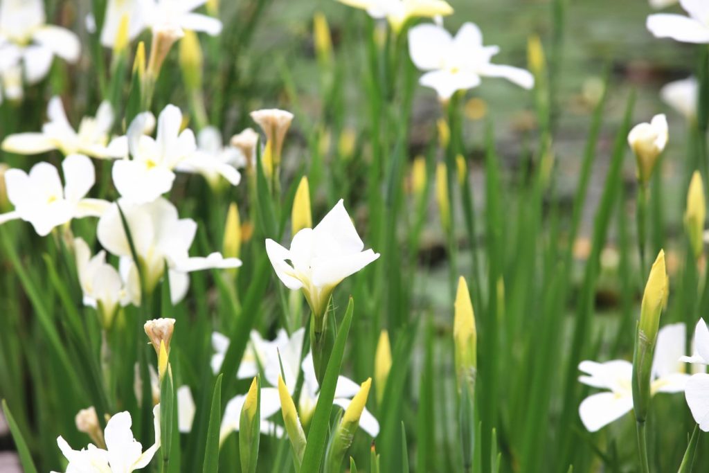 gingembre-papillon-caracteristiques