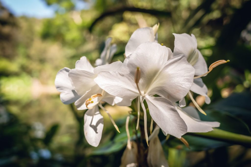 gingembre-papillon-huile-essentielle