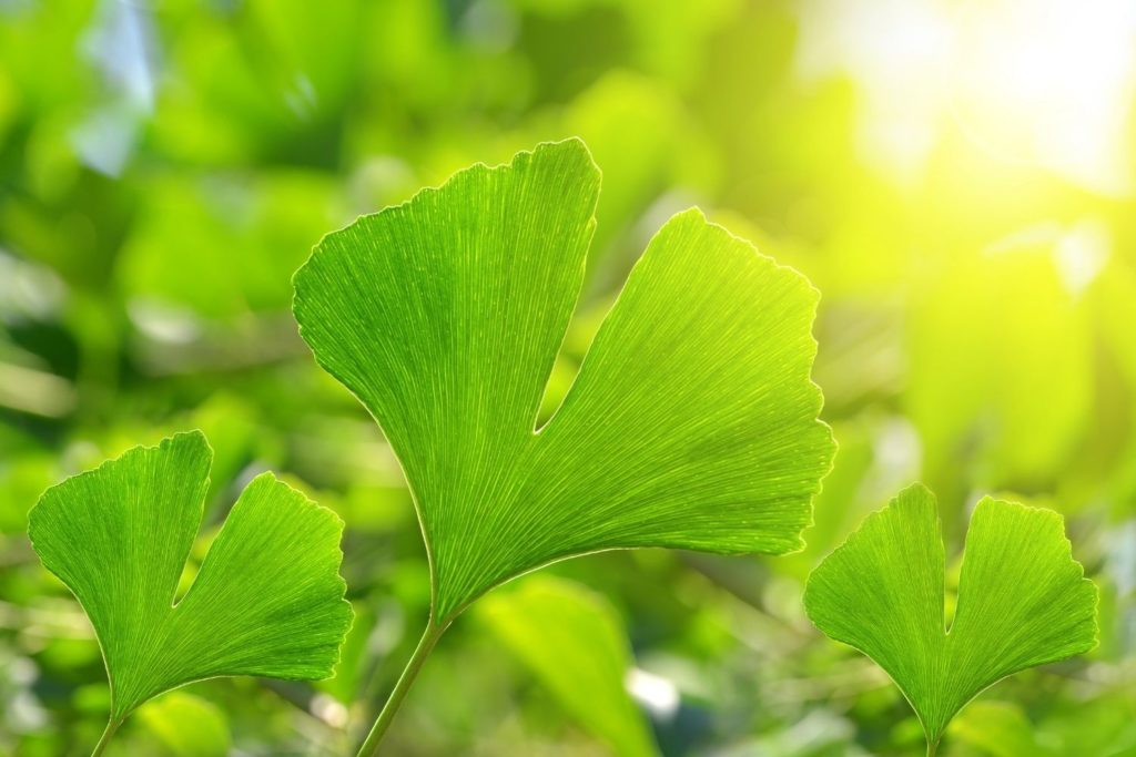 ginkgo-biloba-caracteristiques