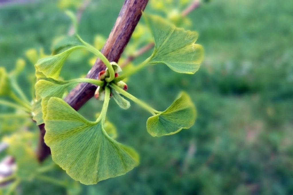 ginkgo-biloba-gemmotherapie