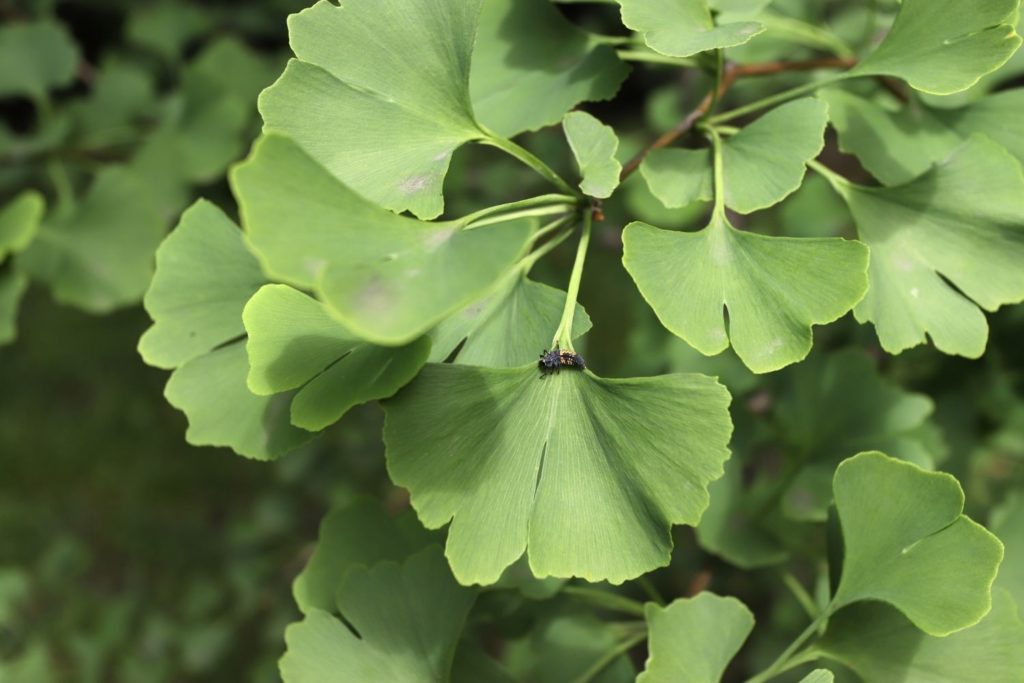 ginkgo-biloba-utilisations