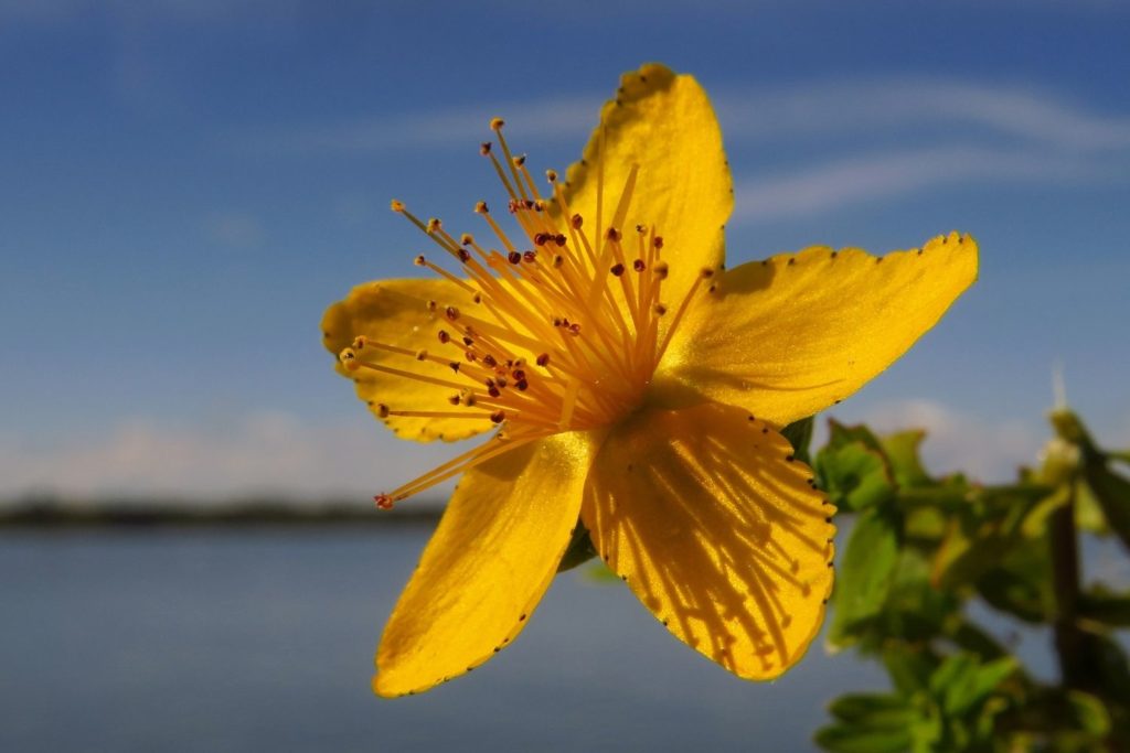 herbe-de-la-saint-jean-caracteristiques