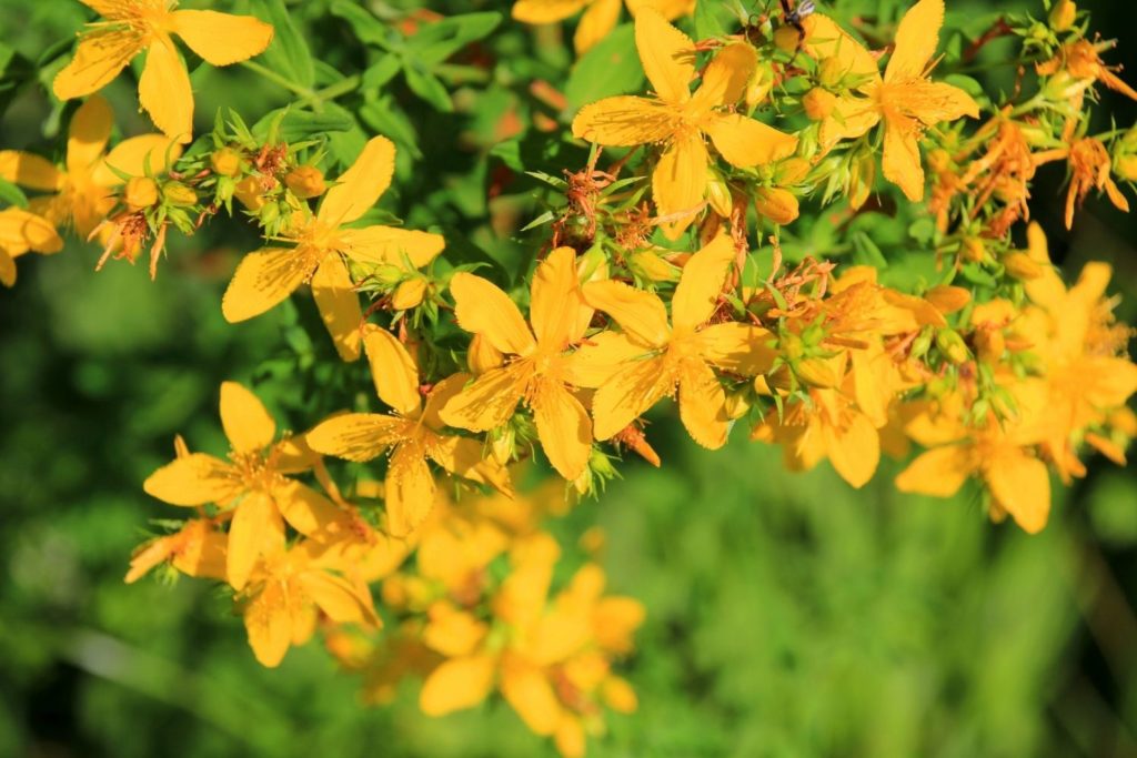 herbe-de-la-saint-jean-phytotherapie