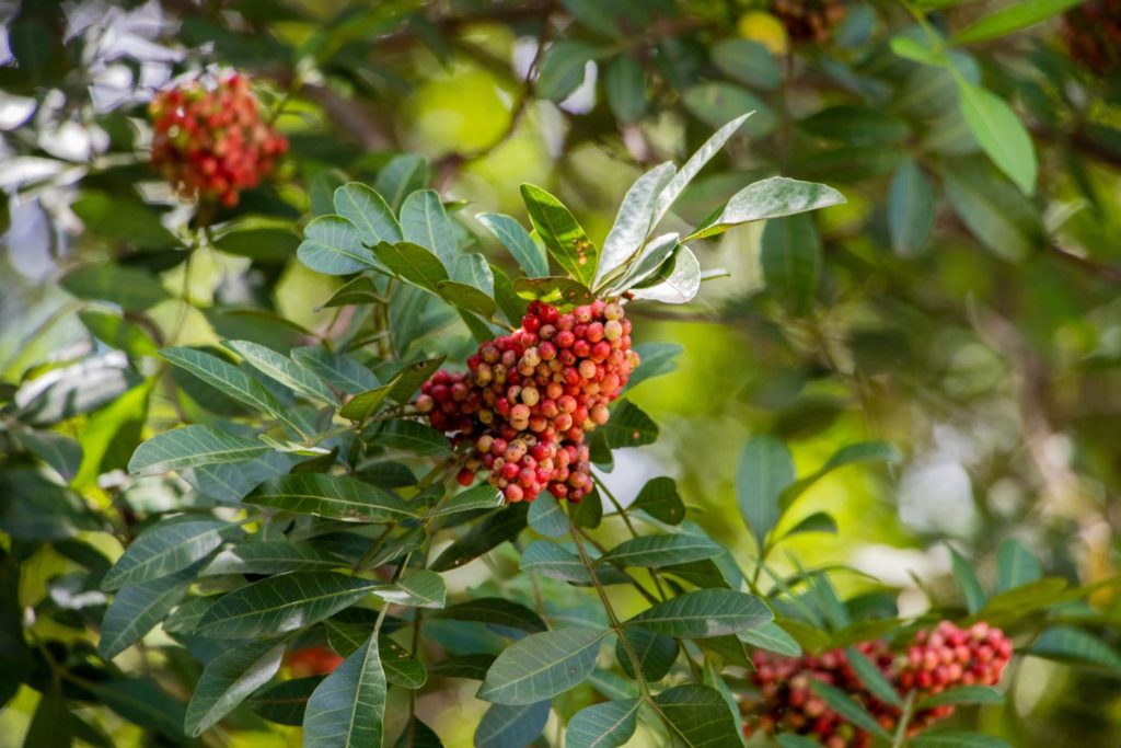 huile-essentielle-baies-roses-utilisations