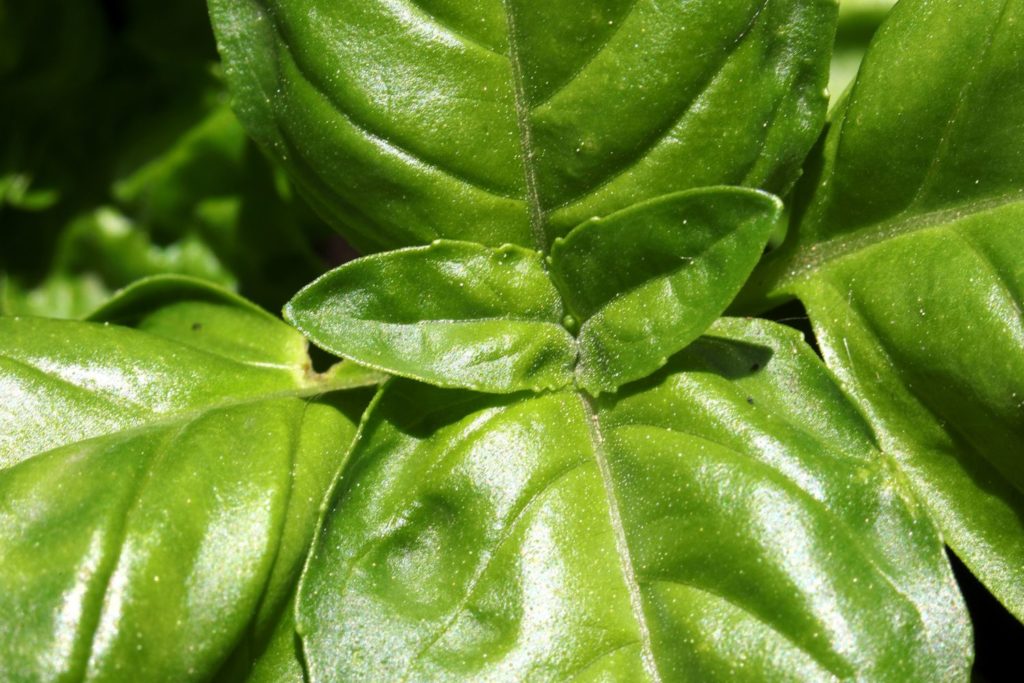 huile-essentielle-basilic-grand-vert-caracteristiques