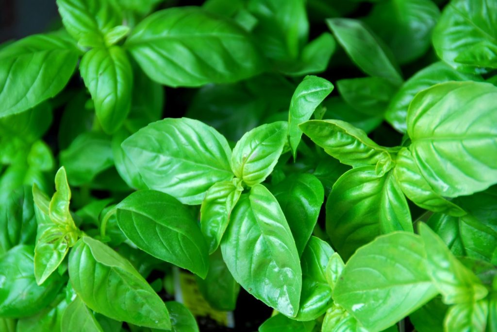 huile-essentielle-basilic-grand-vert-huile-essentielle