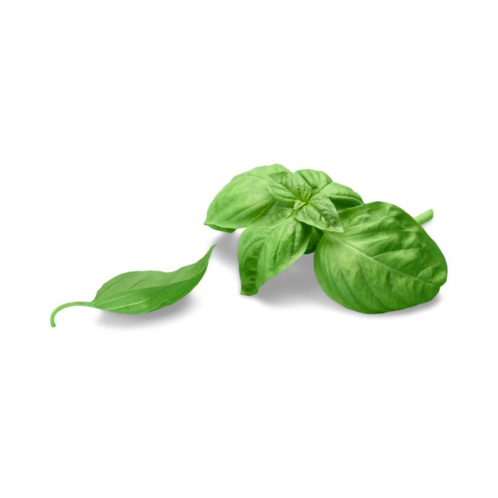 huile-essentielle-basilic-grand-vert