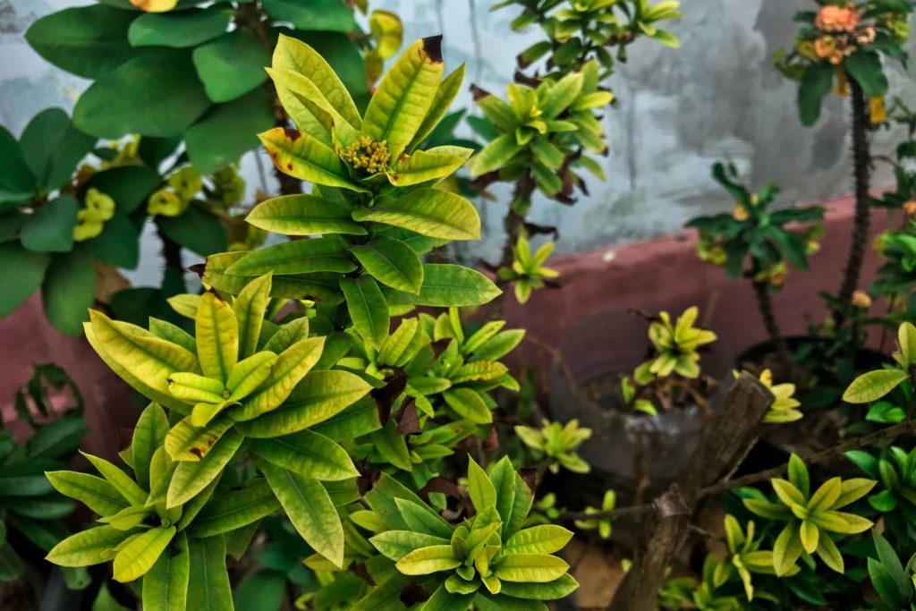 huile-essentielle-bay-st-thomas-caracteristiques