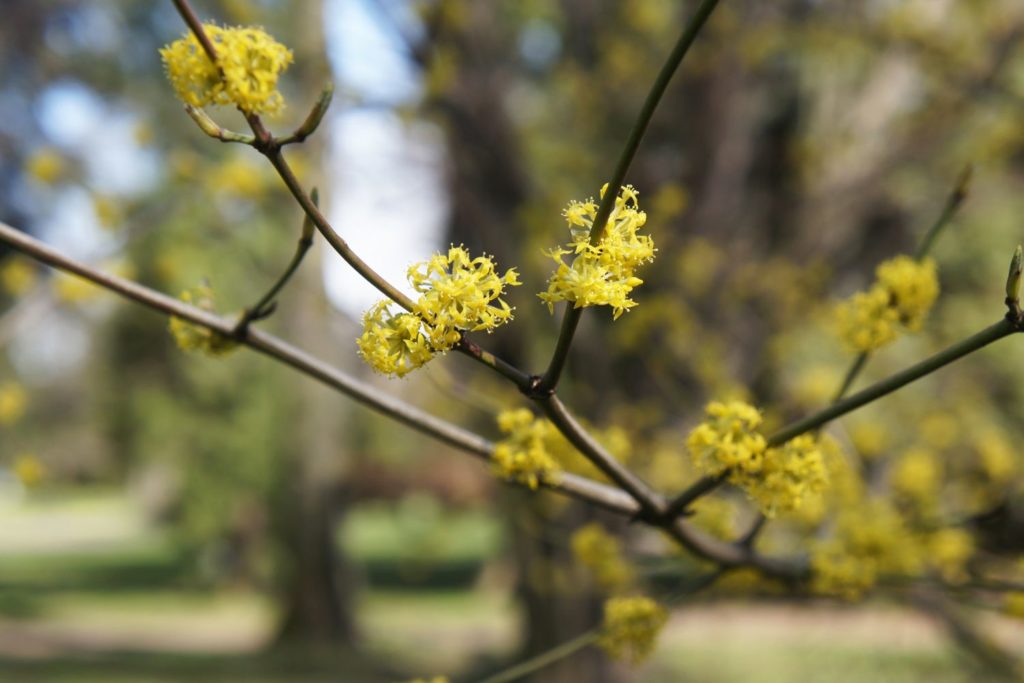 huile-essentielle-benjoin-huile-essentielle