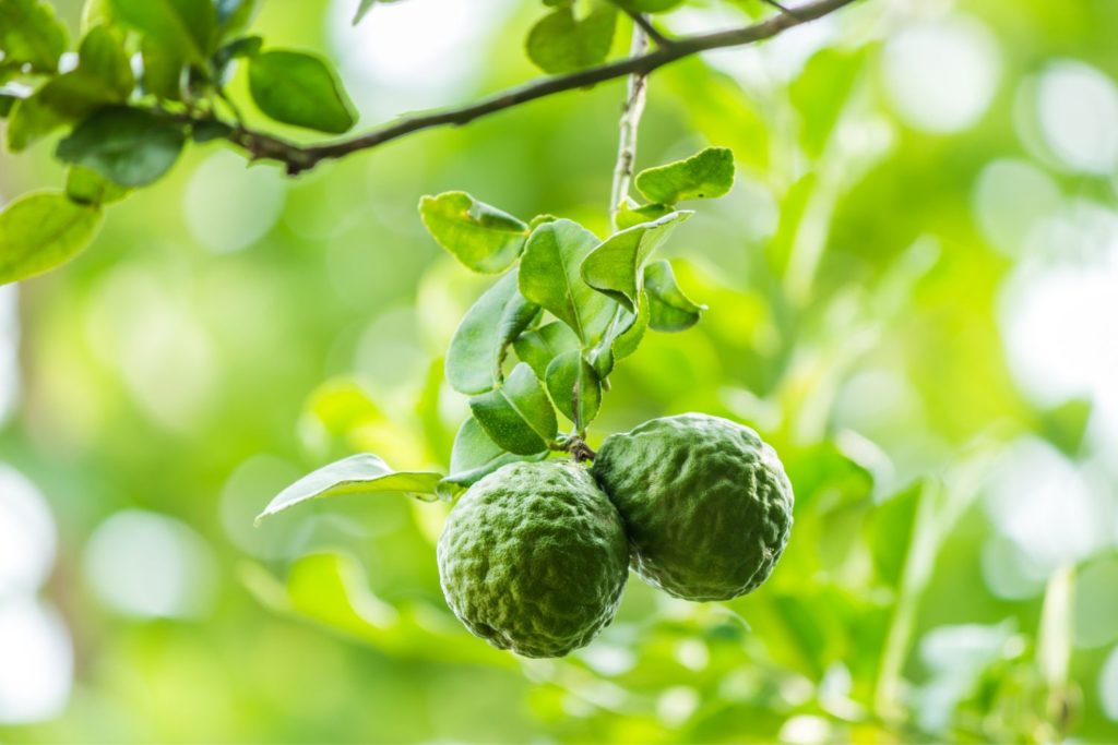 huile-essentielle-bergamote-sans-fucoumarines-huile-essentielle