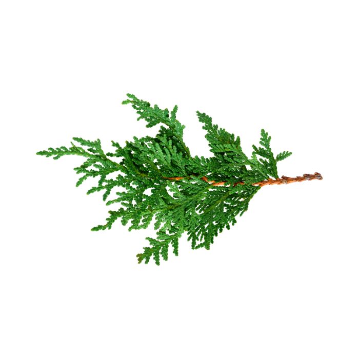 huile-essentielle-cedre-de-l-himalaya