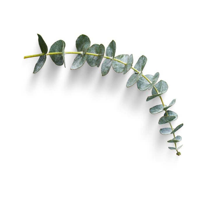 huile-essentielle-eucalyptus-smithii