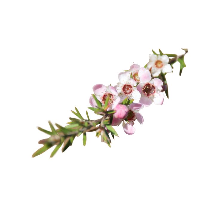 huile-essentielle-manuka