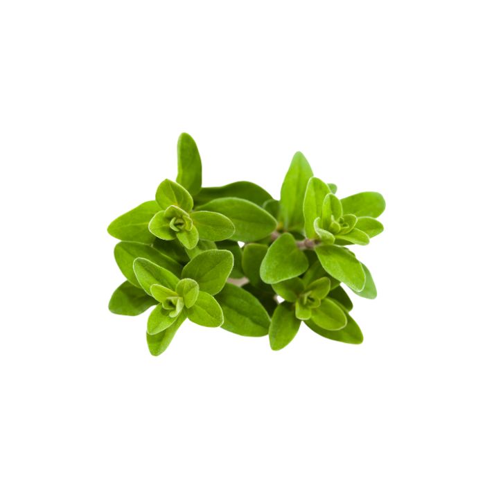 huile-essentielle-marjolaine-a-thujanol