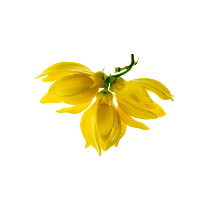 huile-essentielle-ylang-ylang-III