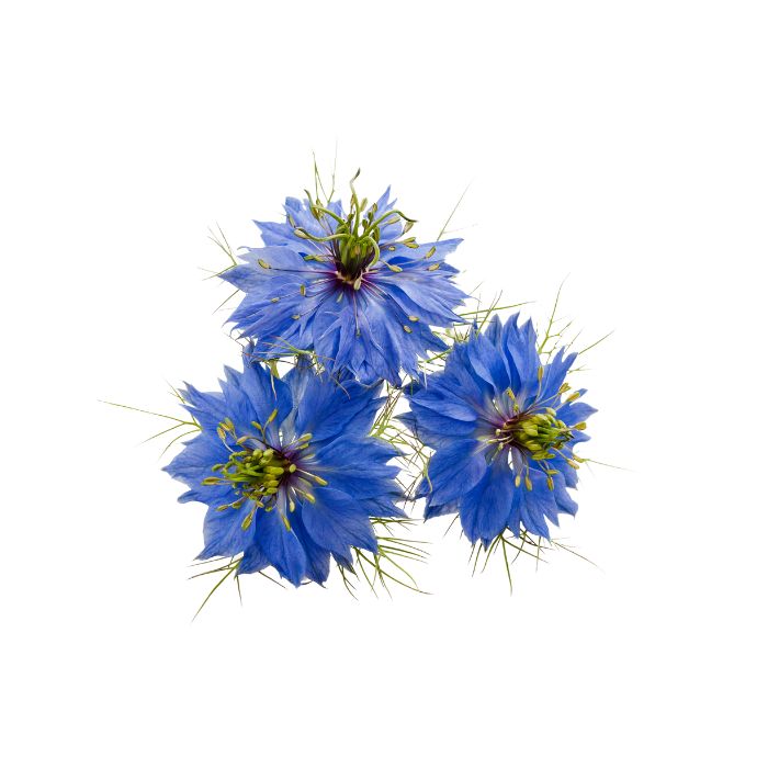 huile-vegetale-nigelle