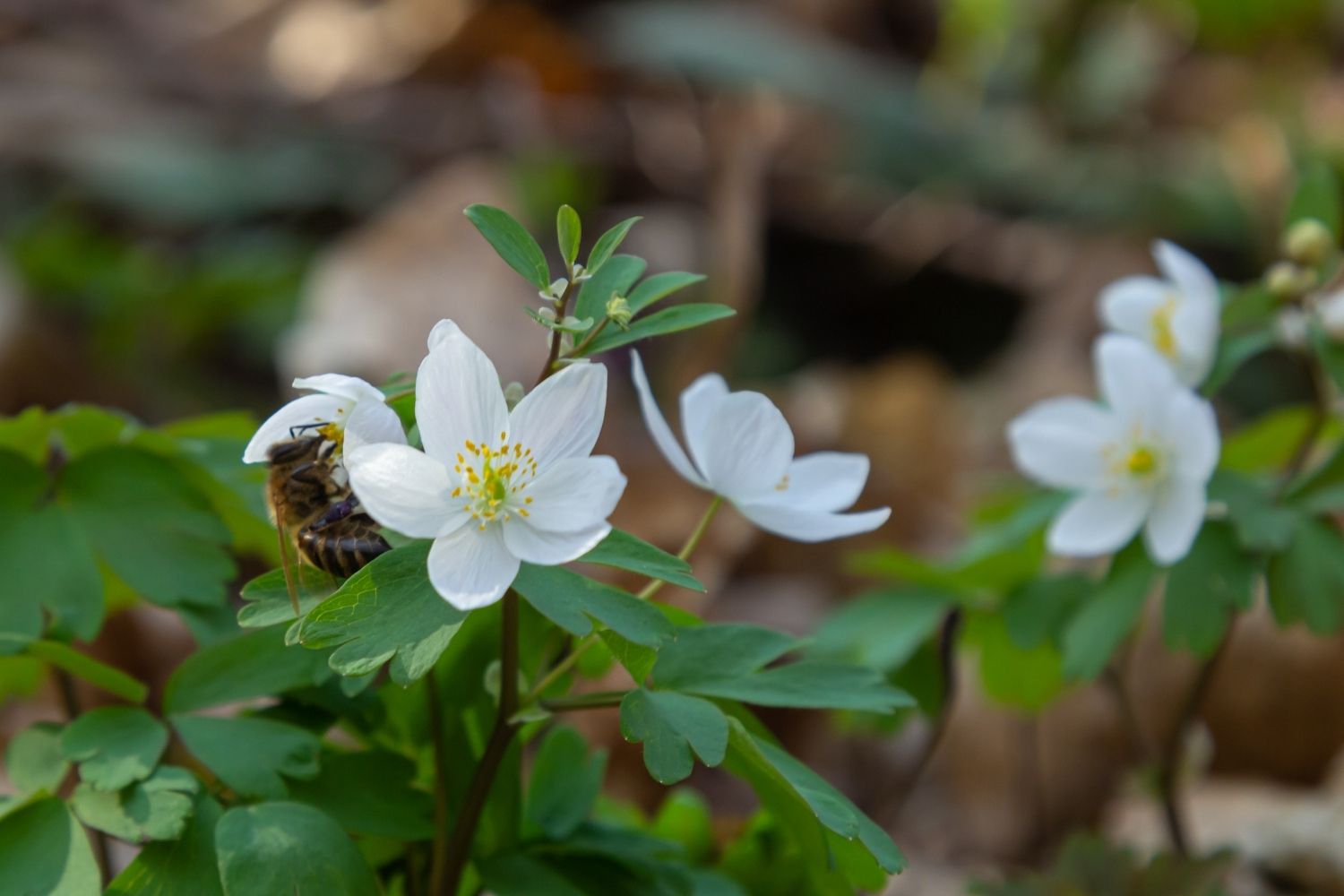 hydraste-du-canada-phytotherapie