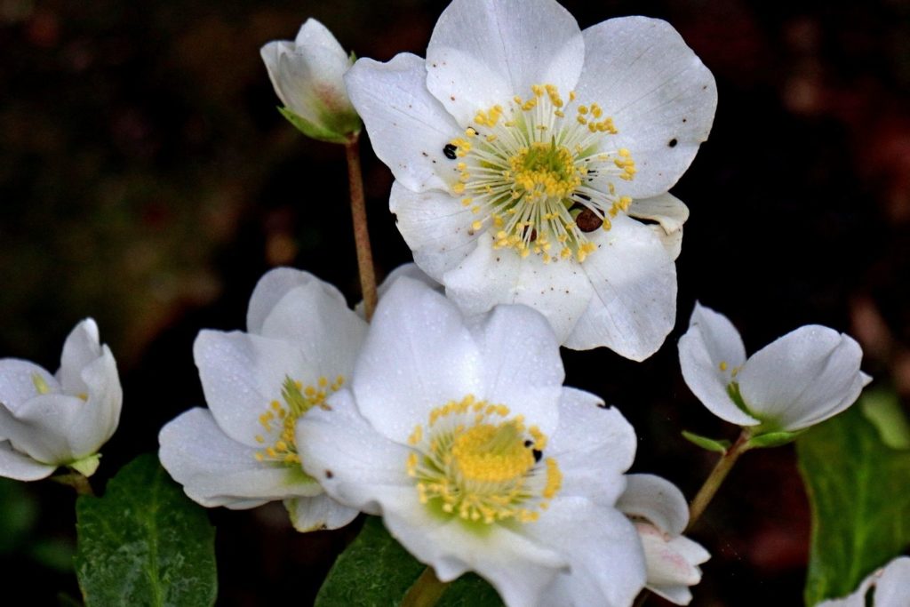 hydraste-du-canada-utilisations