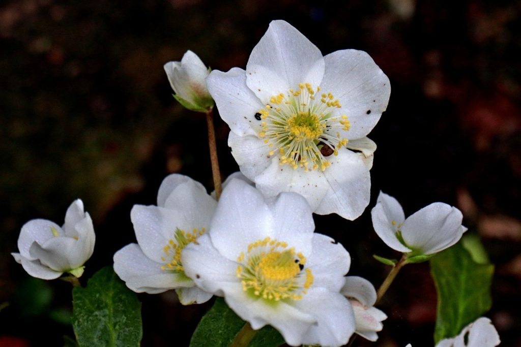 hydrastis-canadensis-phytotherapie
