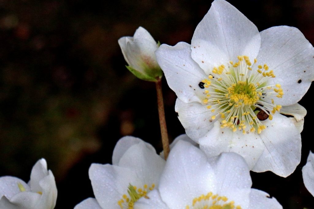 hydrastis-canadensis-utilisations