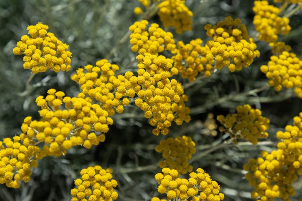 immortelle-caracteristiques
