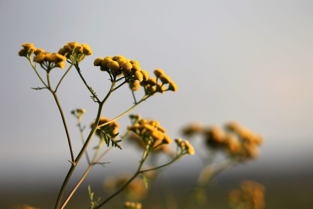 immortelle-utilisation