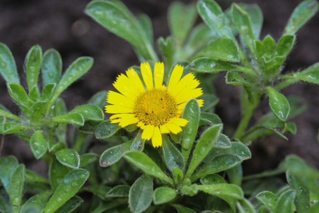 inule-caracteristiques