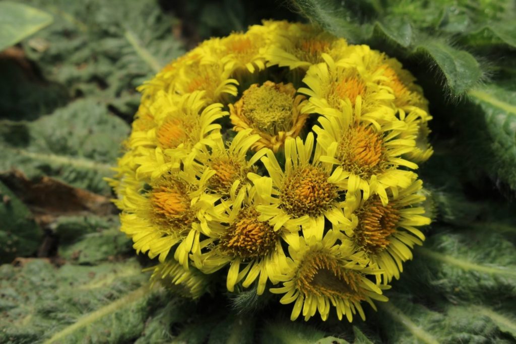 inule-huile-essentielle