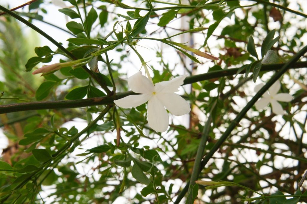 jasmin-grandiflorum-huile-essentielle