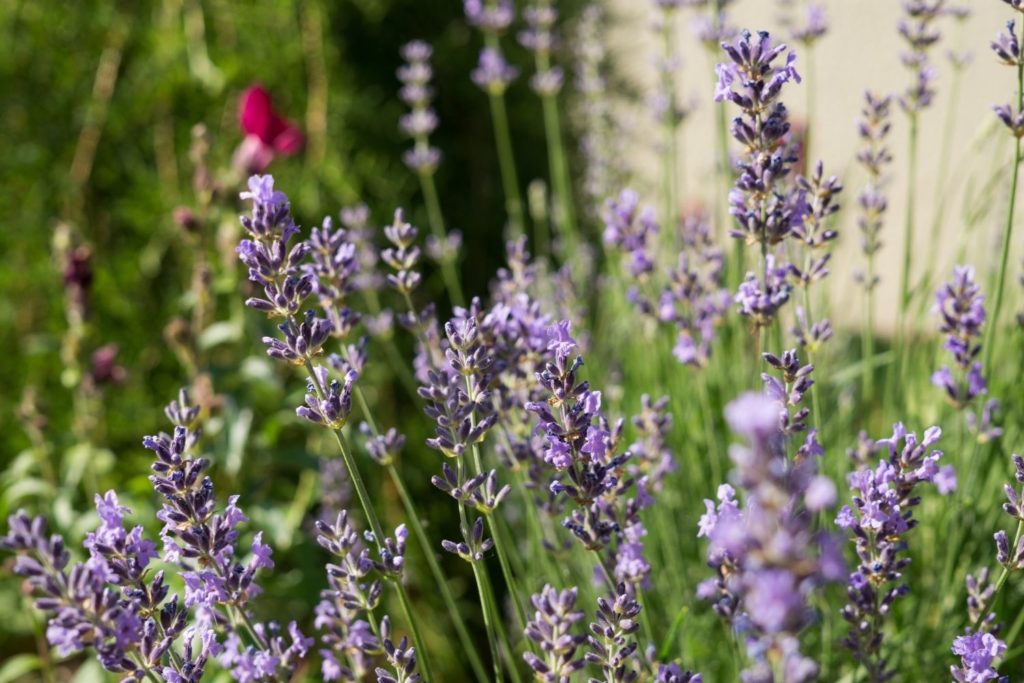 lavande-aspic-huile-essentielle