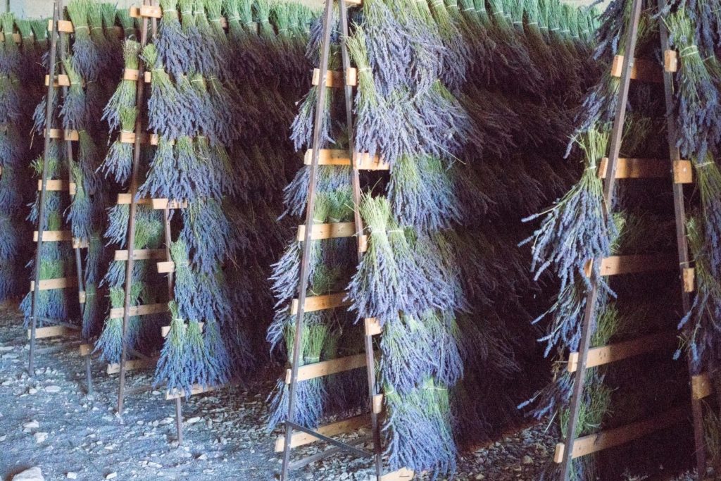 lavande-fine-altitude-utilisations