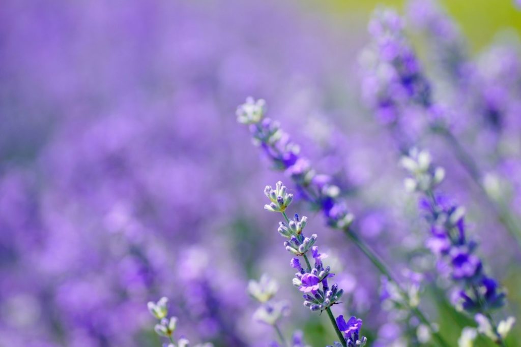 lavande-fine-utilisation