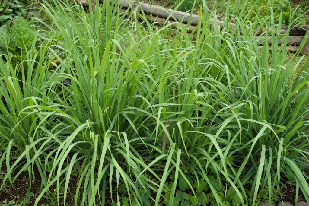 lemongrass-huile-essentielle