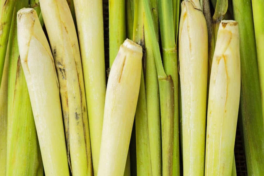 lemongrass-utilisations