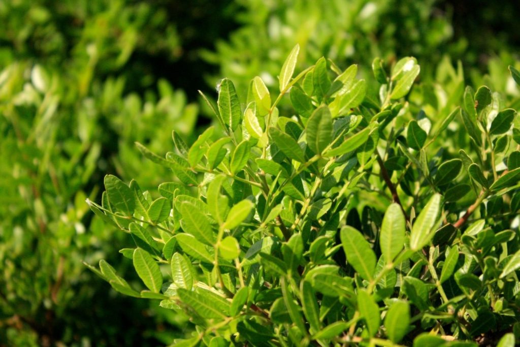 lentisque-pistachier-caracteristiques