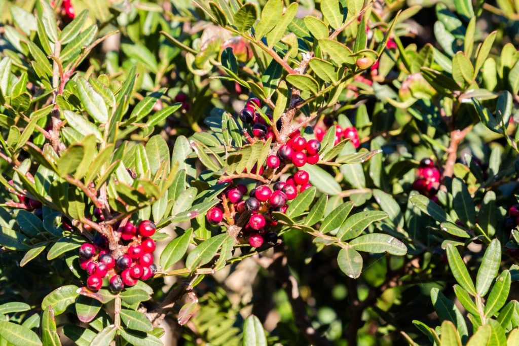 lentisque-pistachier-huile-essentielle