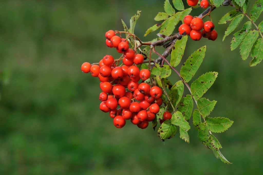 linaloe-baies-huile-essentille