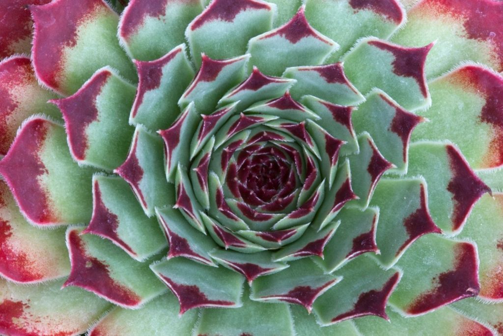 lithothamne-caracteristiques